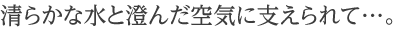 清らかな水と澄んだ空気に支えられて…。